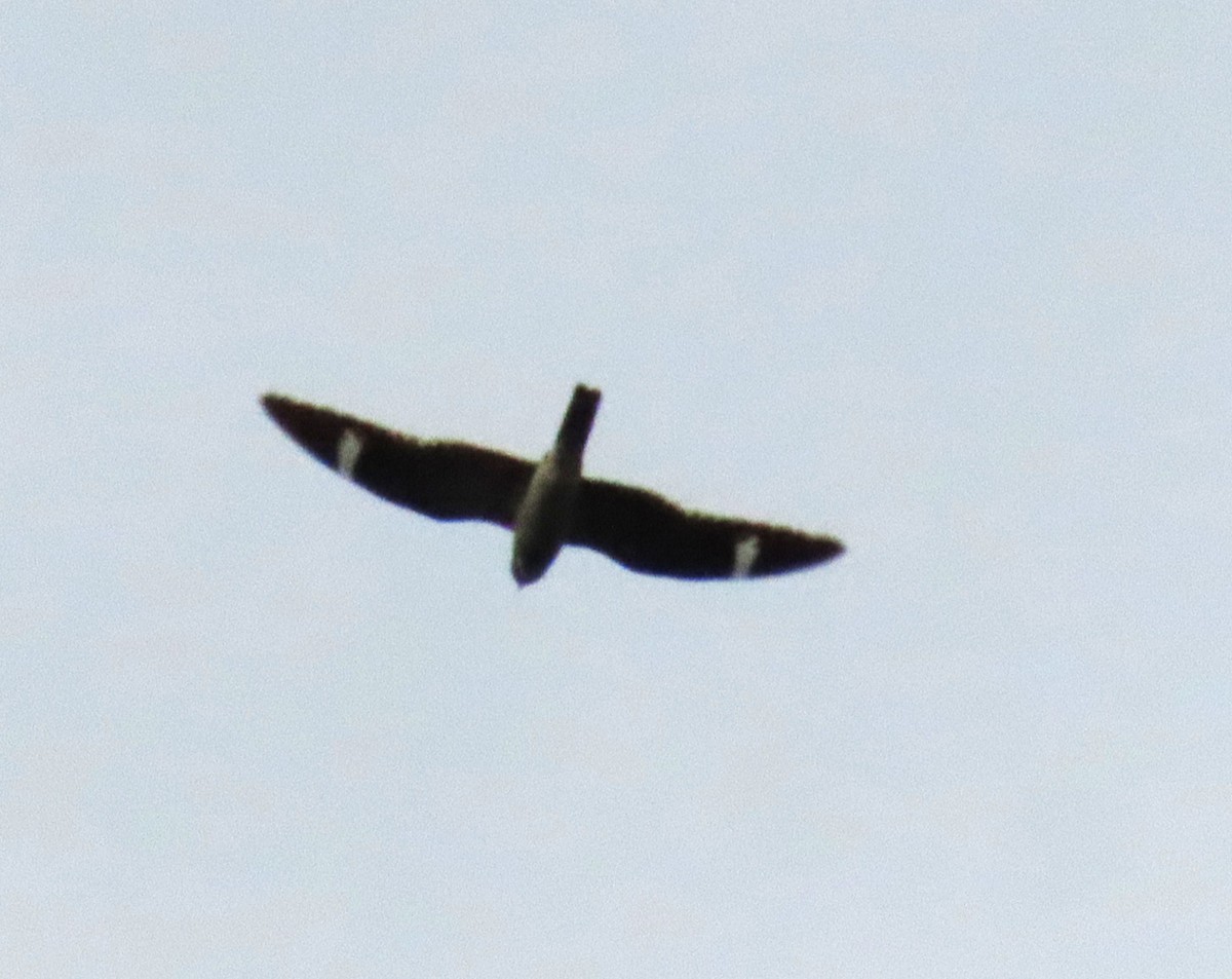 lelek sokolí - ML641952384