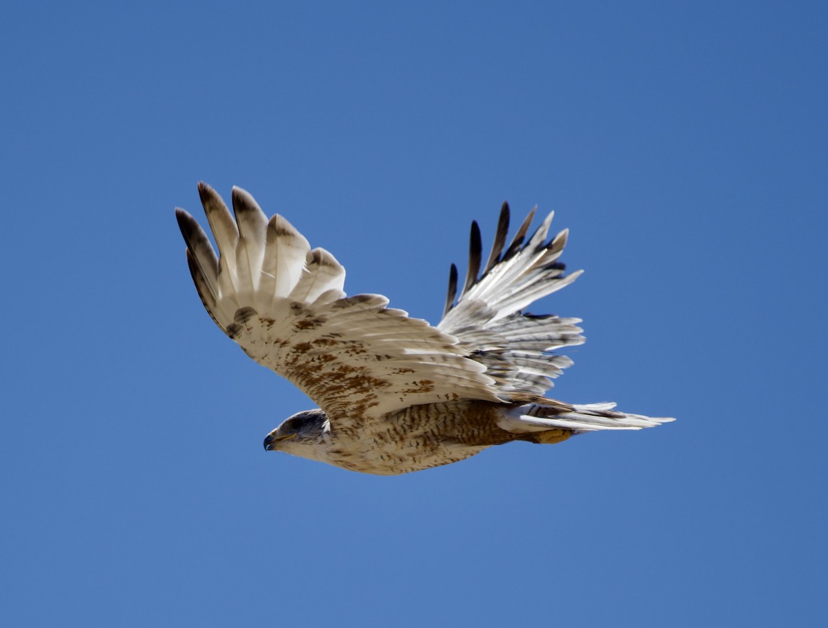 Ferruginous Hawk - ML641952389