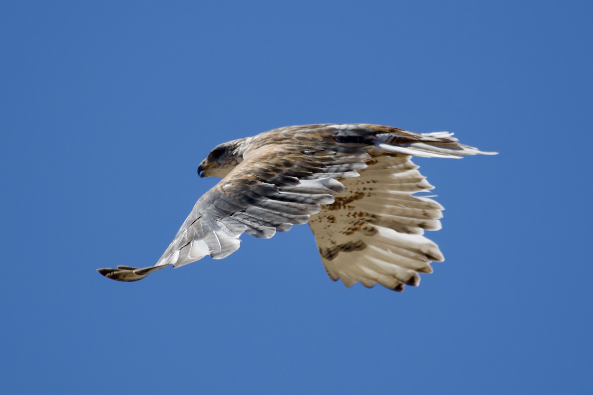 Ferruginous Hawk - ML641952390