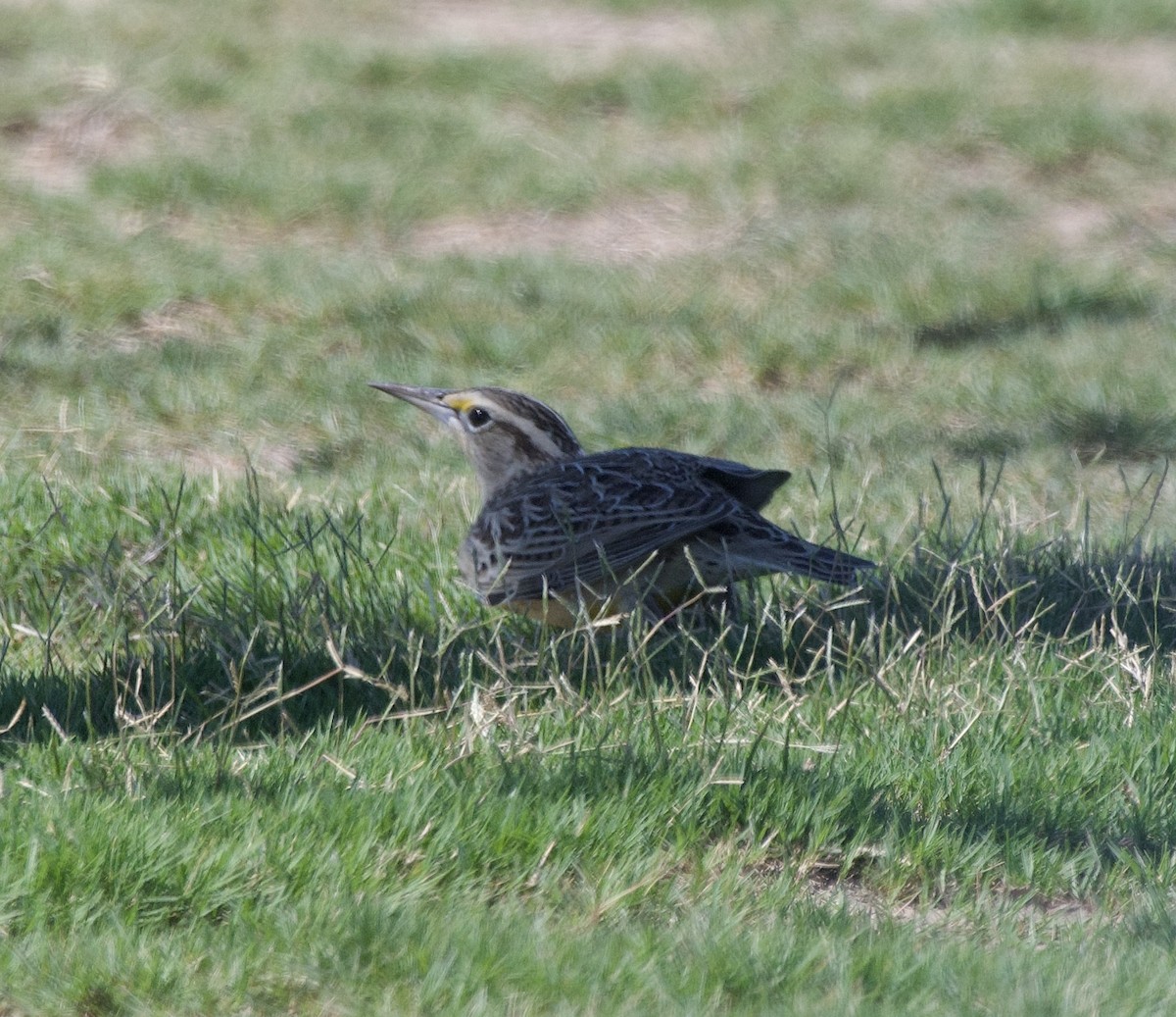 Western/Chihuahuan Meadowlark - ML641952402