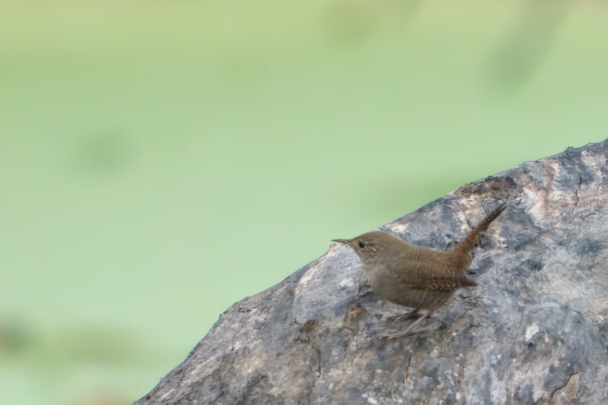 Northern House Wren - ML641952431