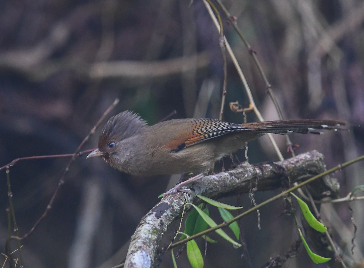 Rusty-fronted Barwing - ML641952434