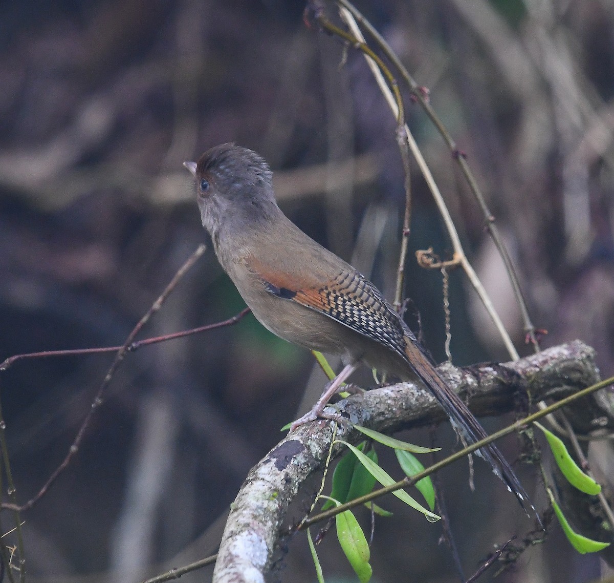Rusty-fronted Barwing - ML641952435