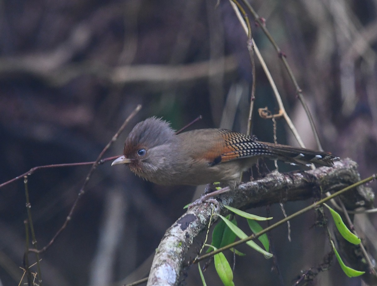 Rusty-fronted Barwing - ML641952436