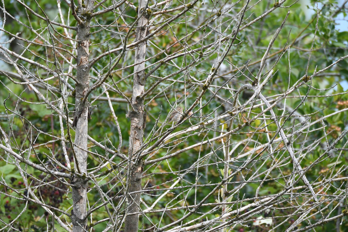 Clay-colored Sparrow - ML641952442
