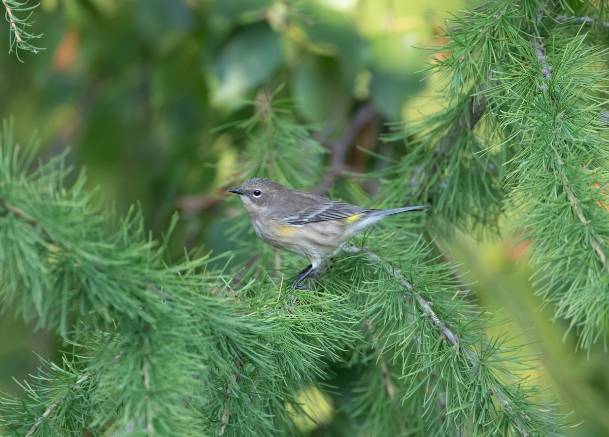 Yellow-rumped Warbler - ML641952445