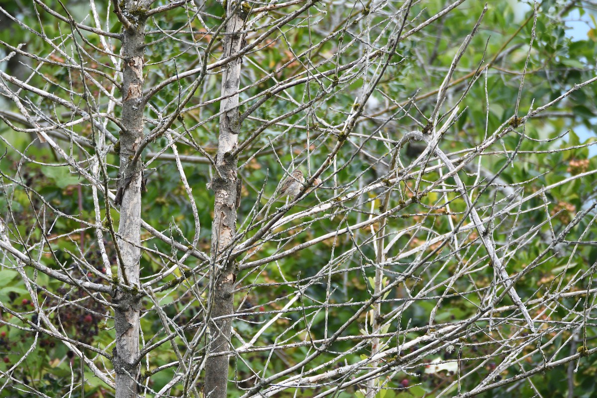 Clay-colored Sparrow - ML641952458