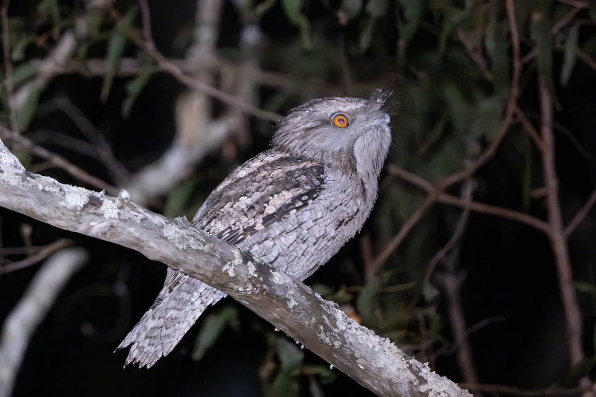 Tawny Frogmouth - ML641952468