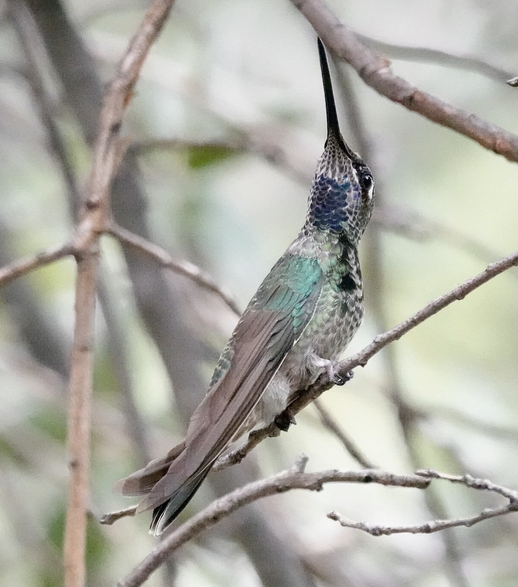 hummingbird sp. - ML641952475