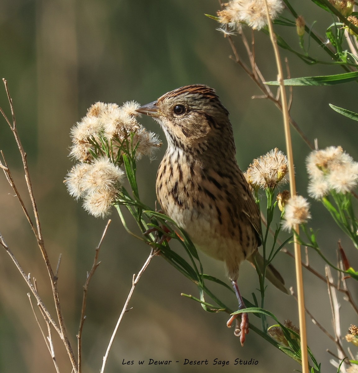 Lincoln's Sparrow - ML641952484