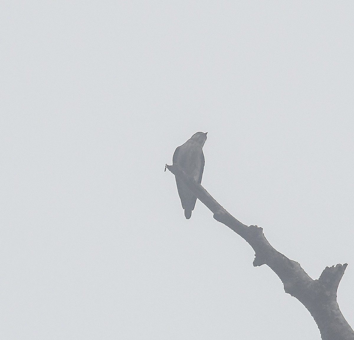 White-browed Shrike-Babbler - ML641952499