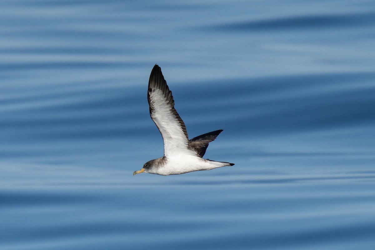 Cory's Shearwater - ML641952502