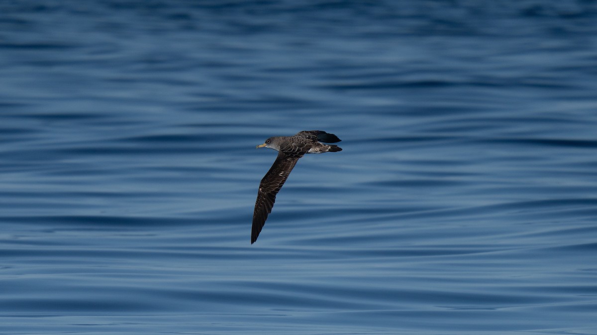 Cory's Shearwater - ML641952503
