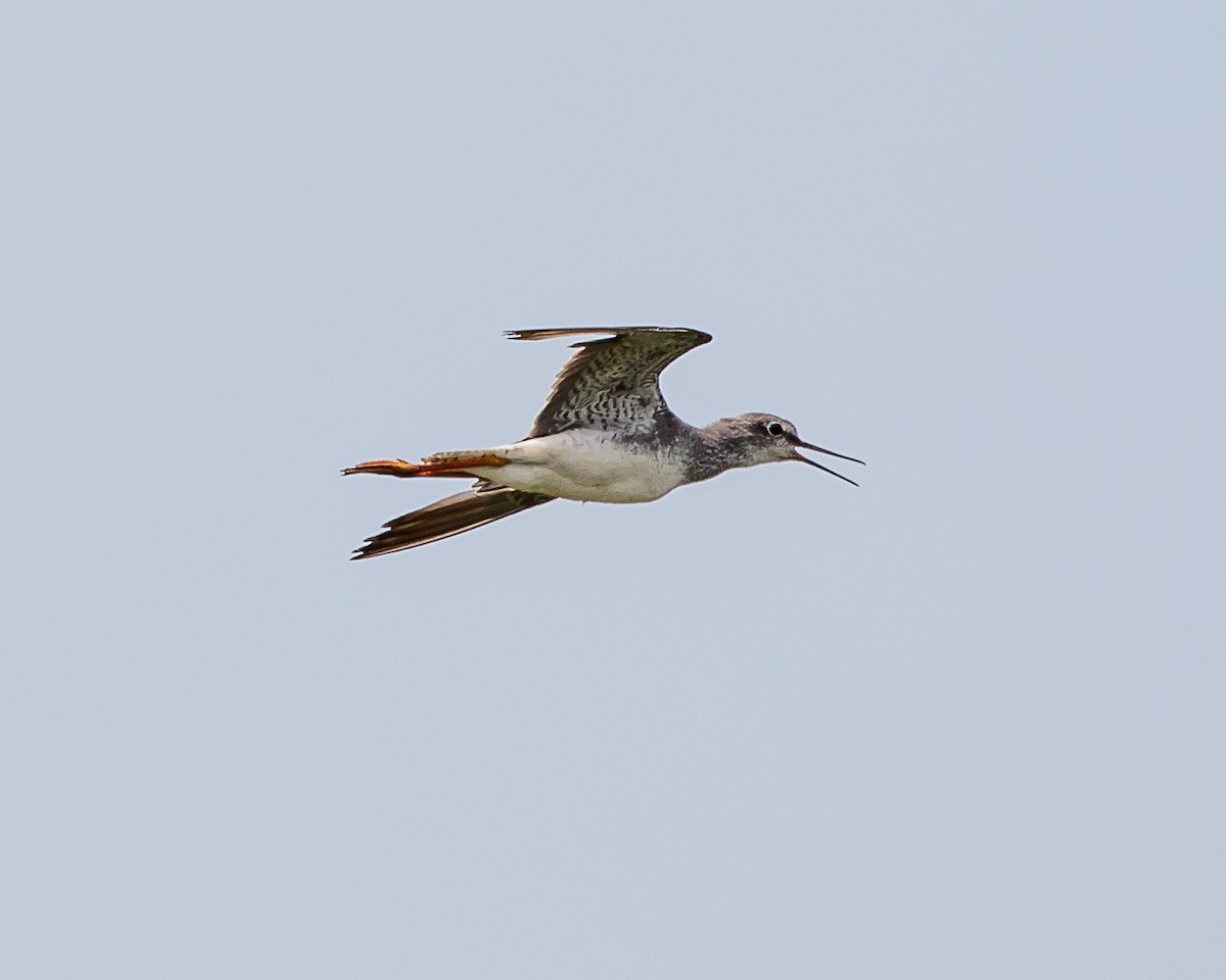 Greater Yellowlegs - ML641952520