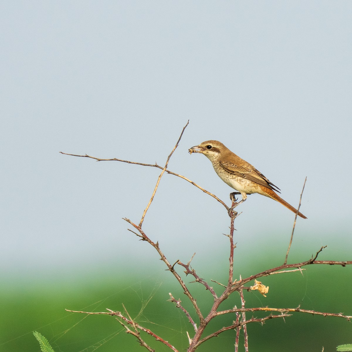 Red-tailed Shrike - ML641952521