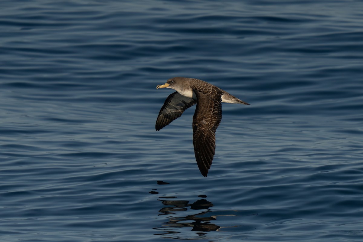 Cory's Shearwater - ML641952531