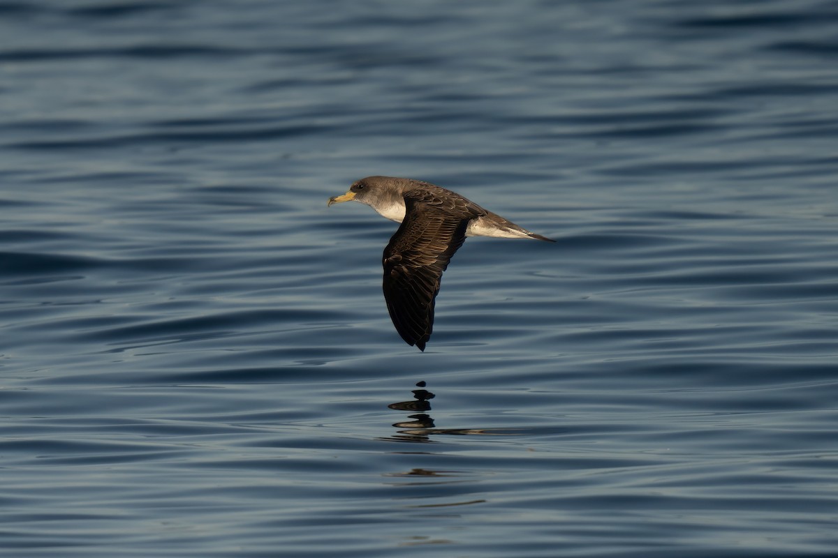 Cory's Shearwater - ML641952532
