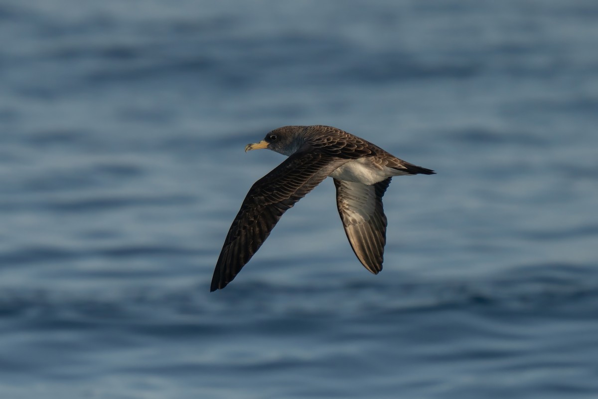 Cory's Shearwater - ML641952533
