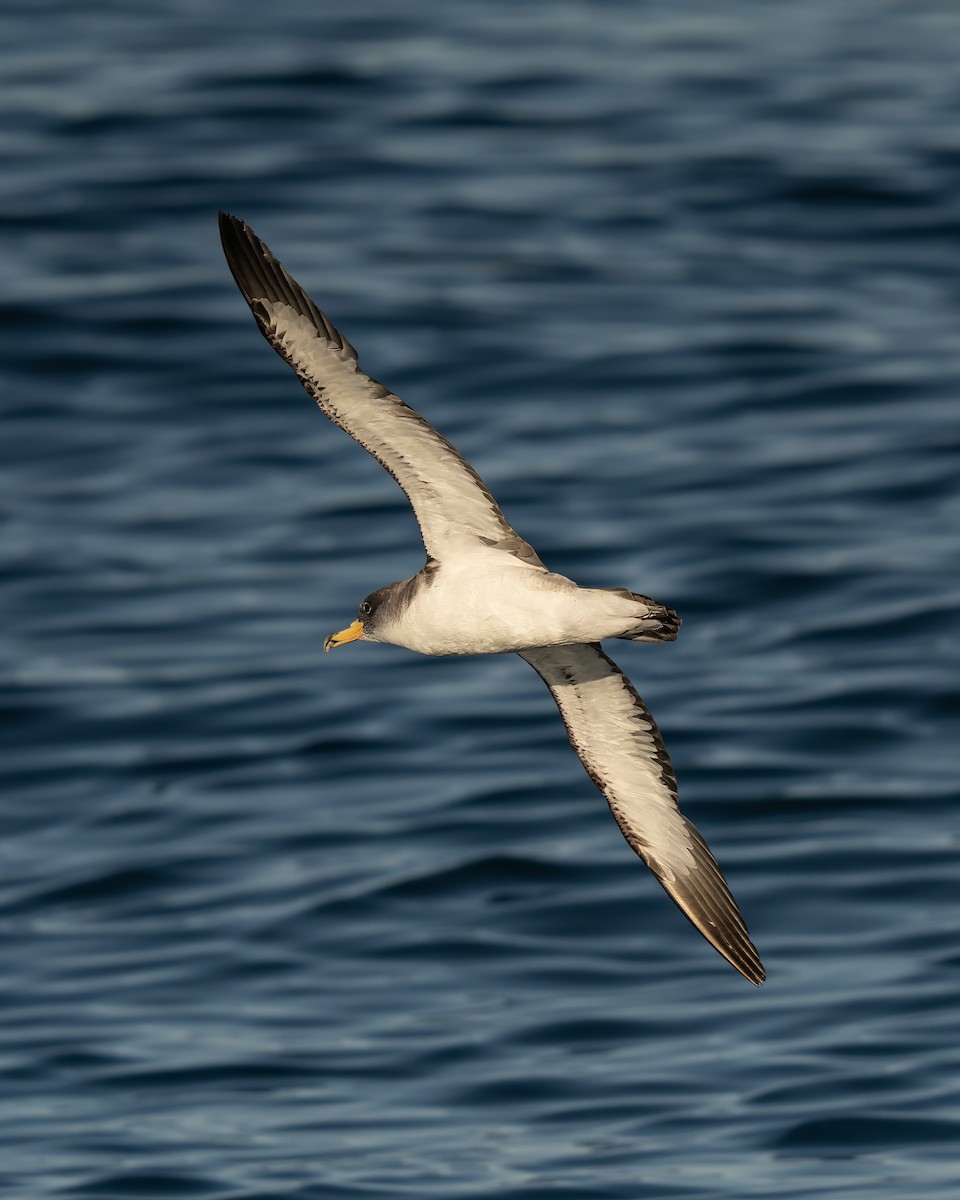 Cory's Shearwater - ML641952535