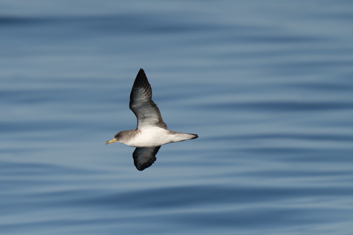 Cory's Shearwater - ML641952536