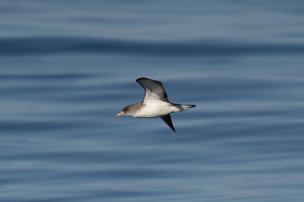 Cory's Shearwater - ML641952537