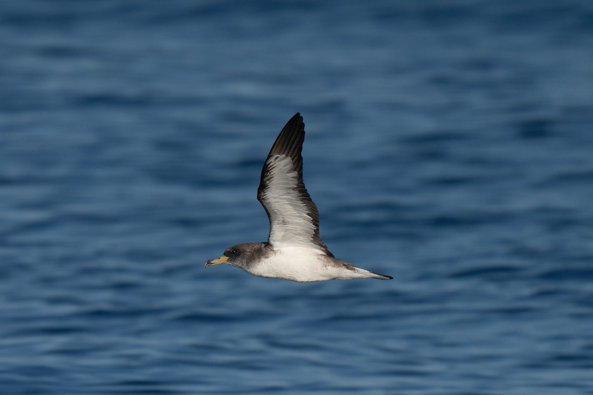 Cory's Shearwater - ML641952538