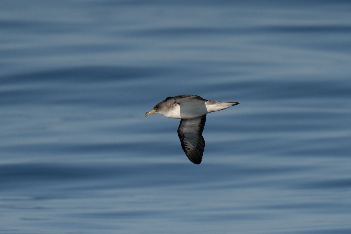 Cory's Shearwater - ML641952539