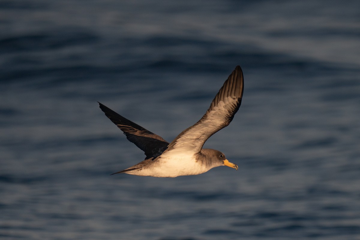 Cory's Shearwater - ML641952540