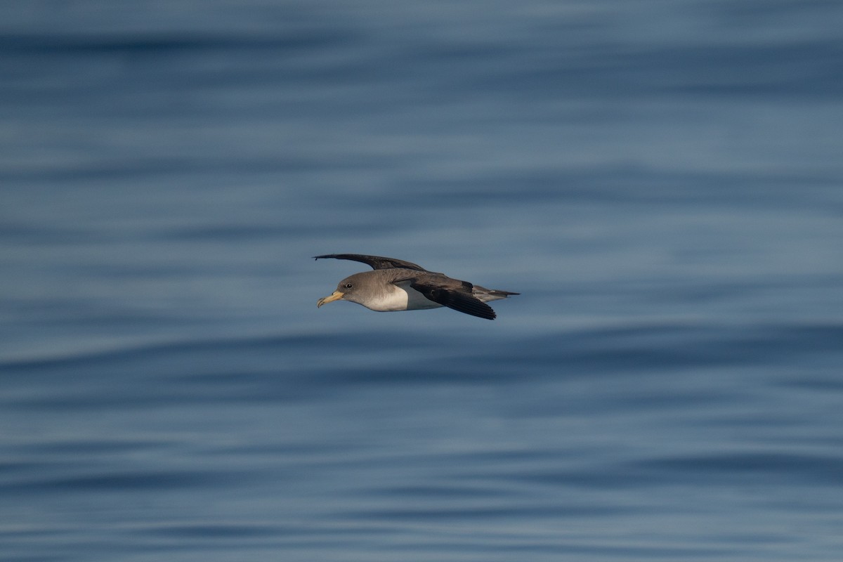 Cory's Shearwater - ML641952541