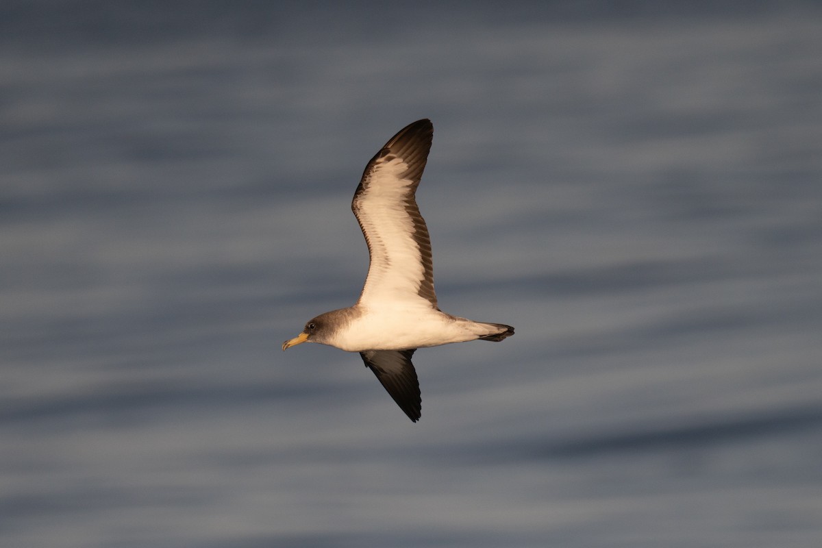 Cory's Shearwater - ML641952542
