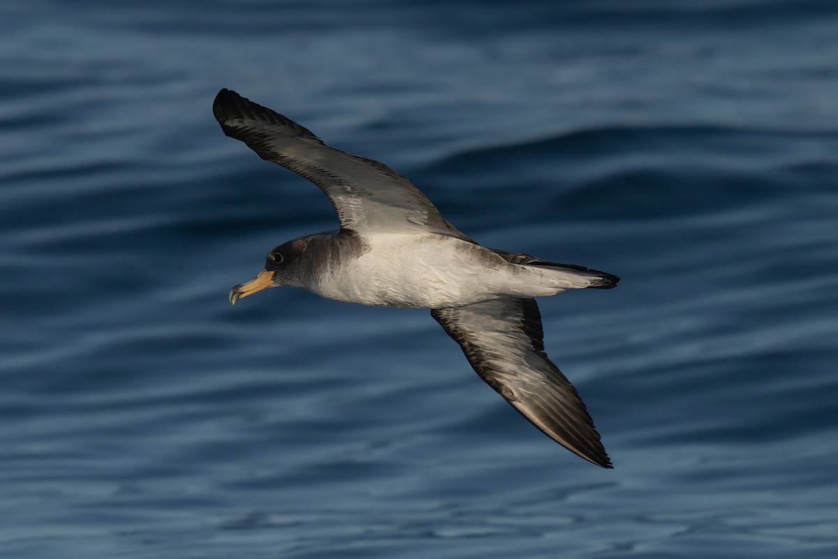 Cory's Shearwater - ML641952543