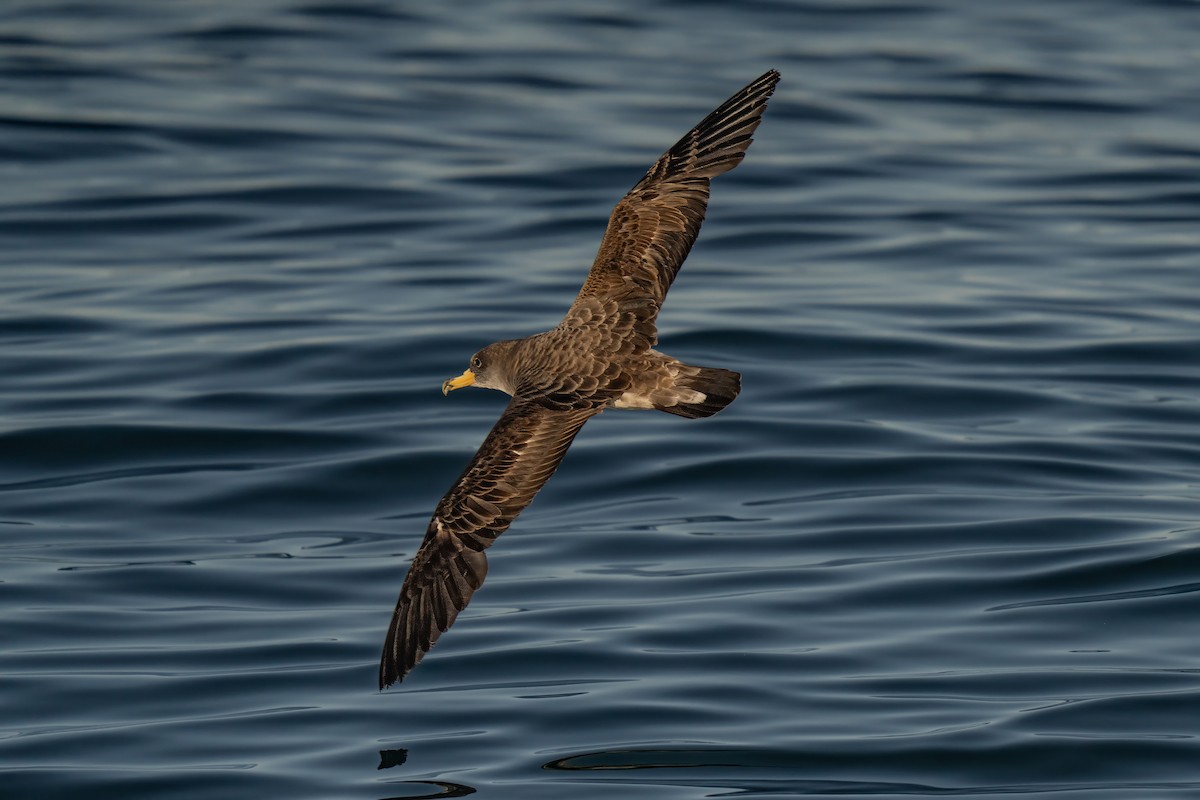 Cory's Shearwater - ML641952544