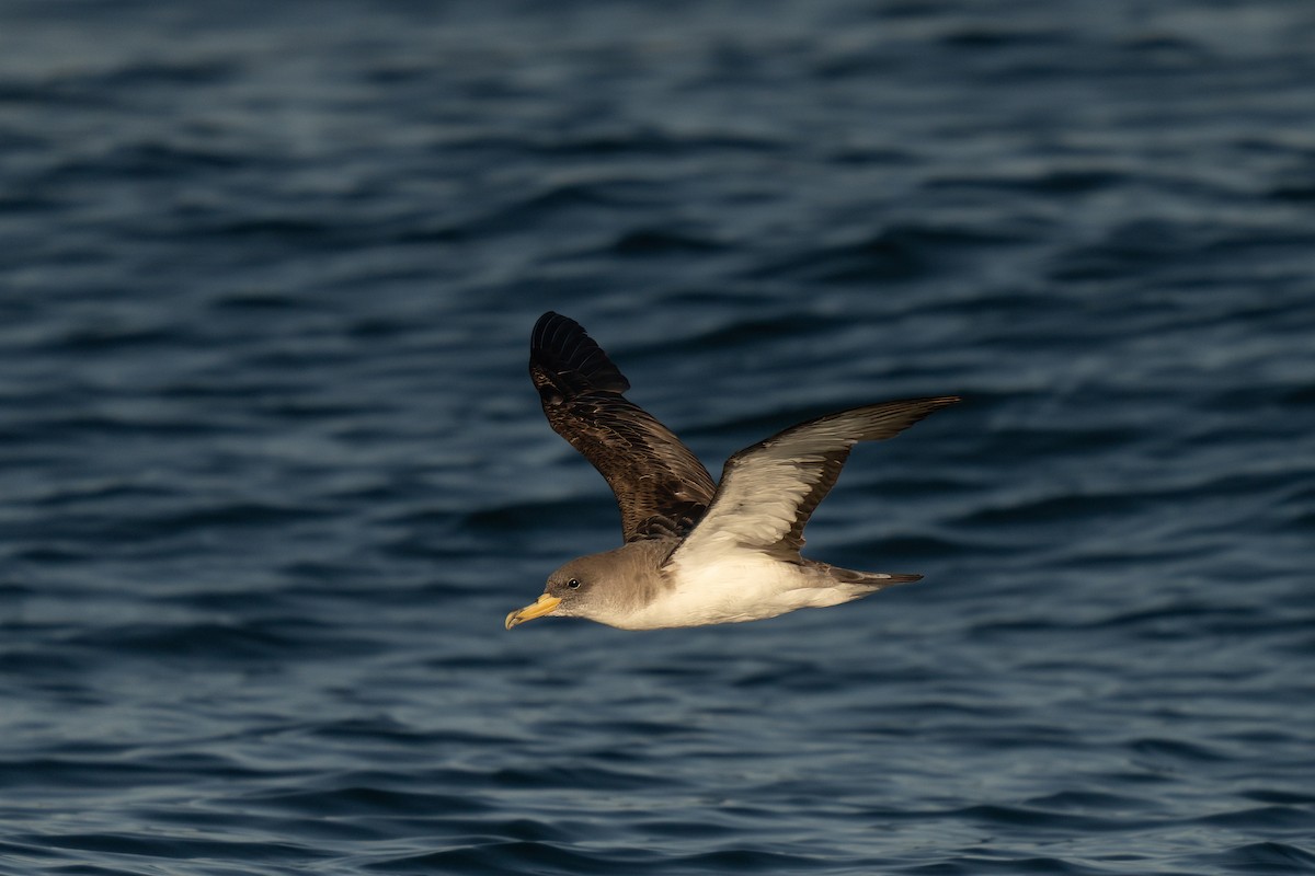 Cory's Shearwater - ML641952545