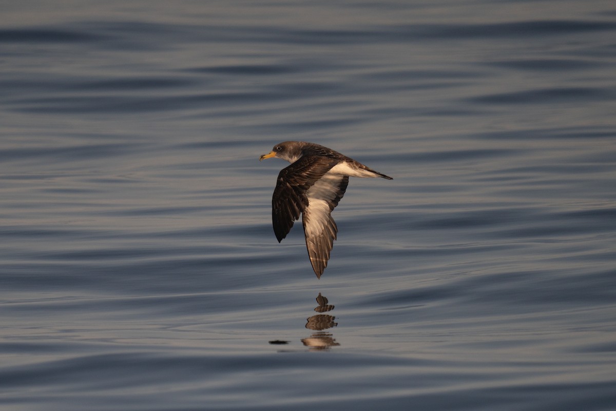 Cory's Shearwater - ML641952546