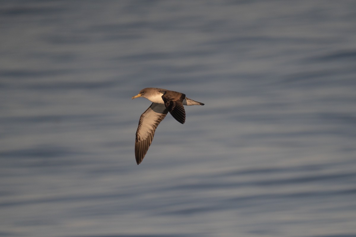 Cory's Shearwater - ML641952547