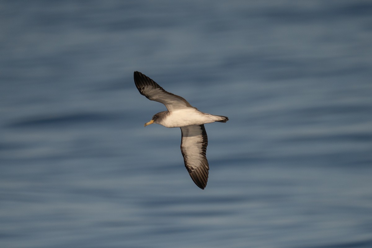Cory's Shearwater - ML641952548