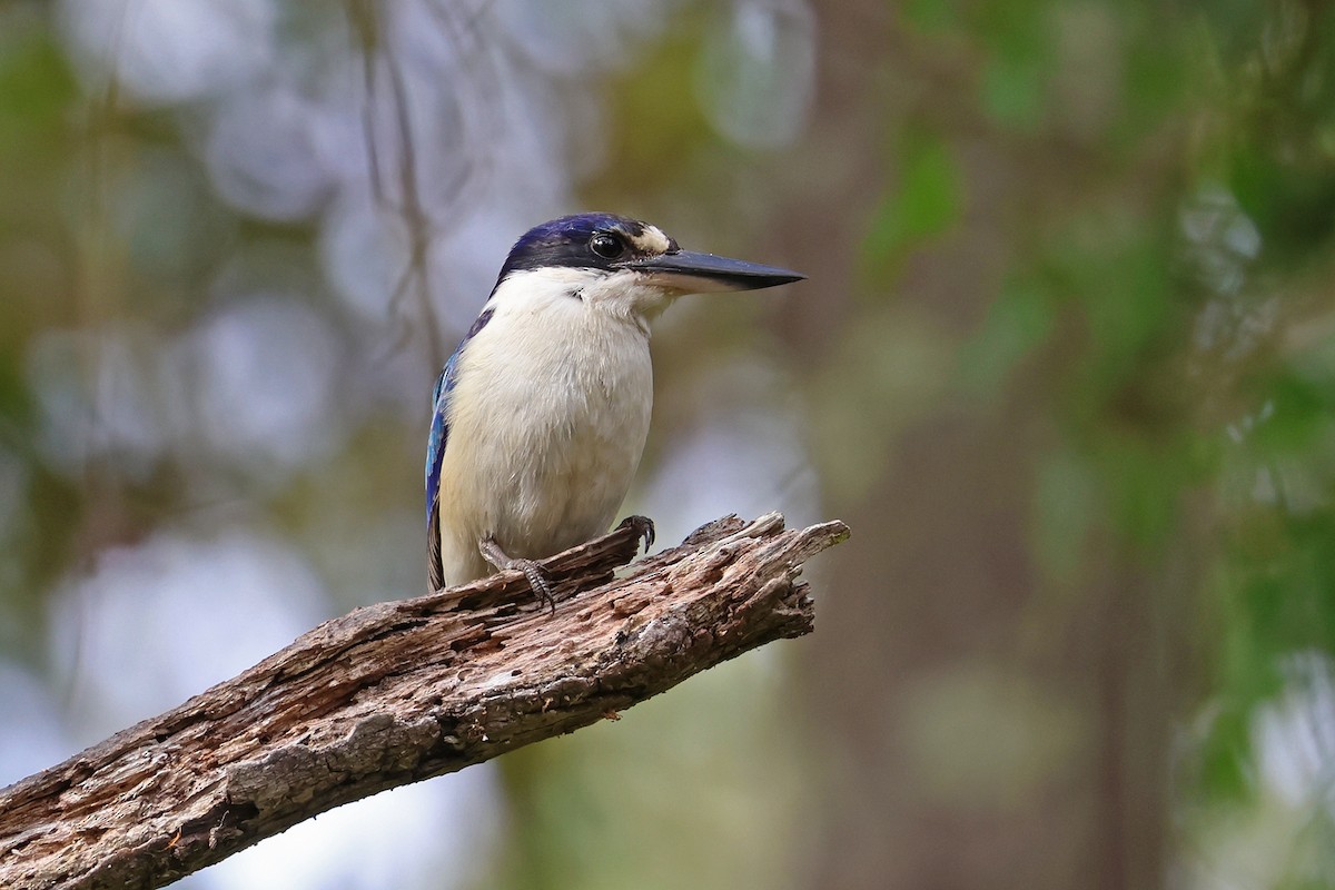 Forest Kingfisher - ML641952575