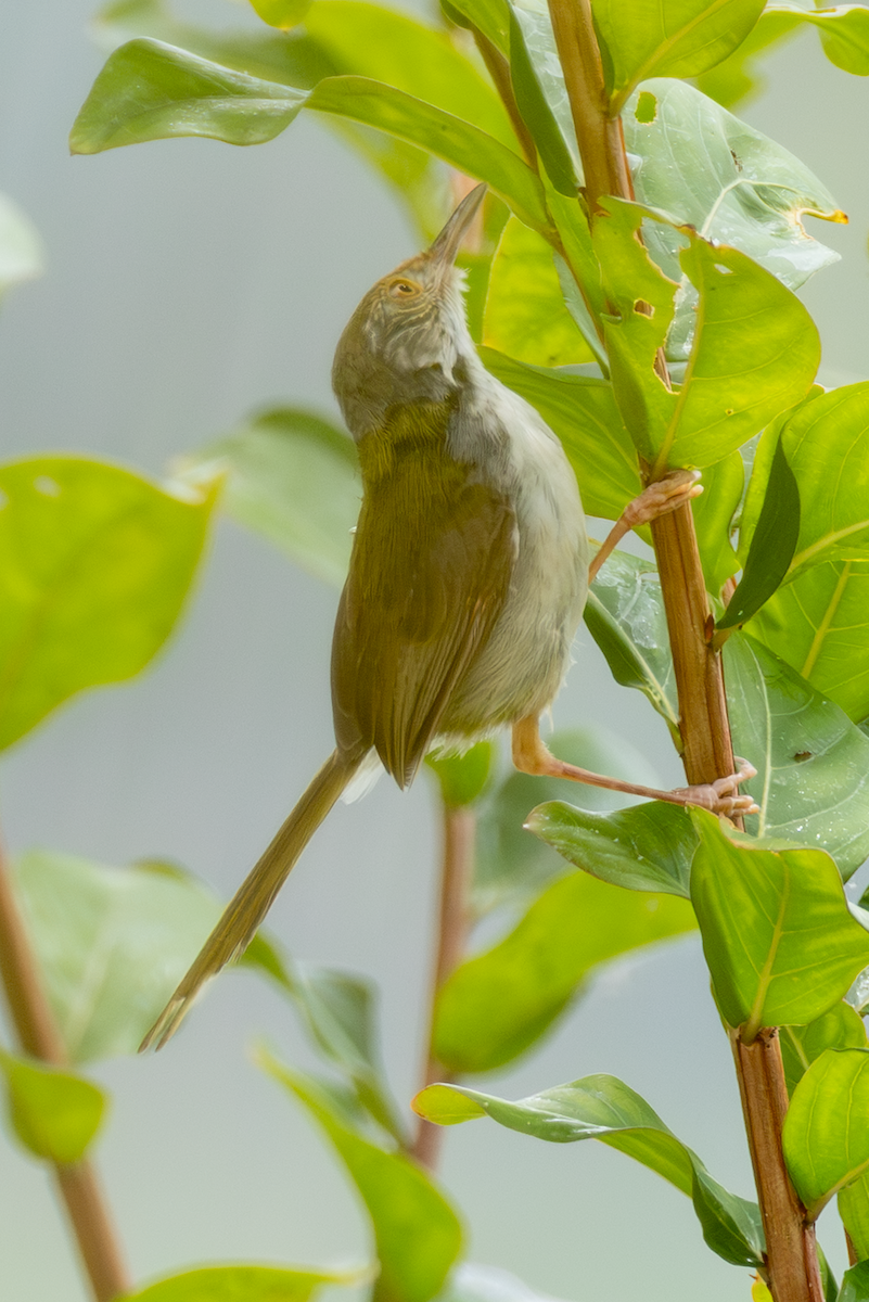Common Tailorbird - ML641952615