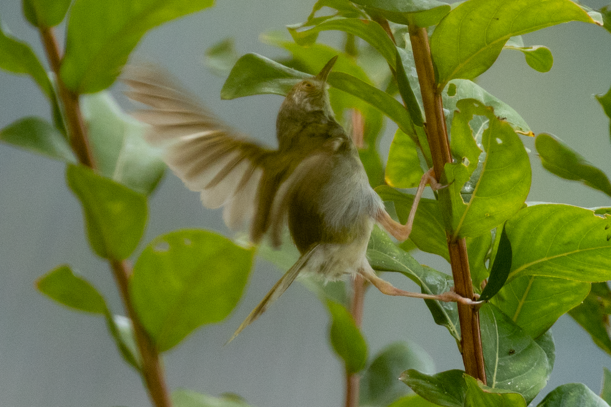 Common Tailorbird - ML641952616