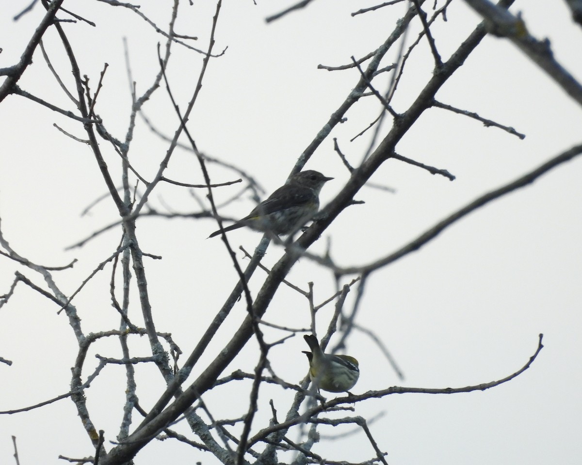Yellow-rumped Warbler - ML641952619