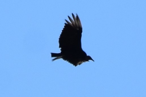 Black Vulture - ML641952620