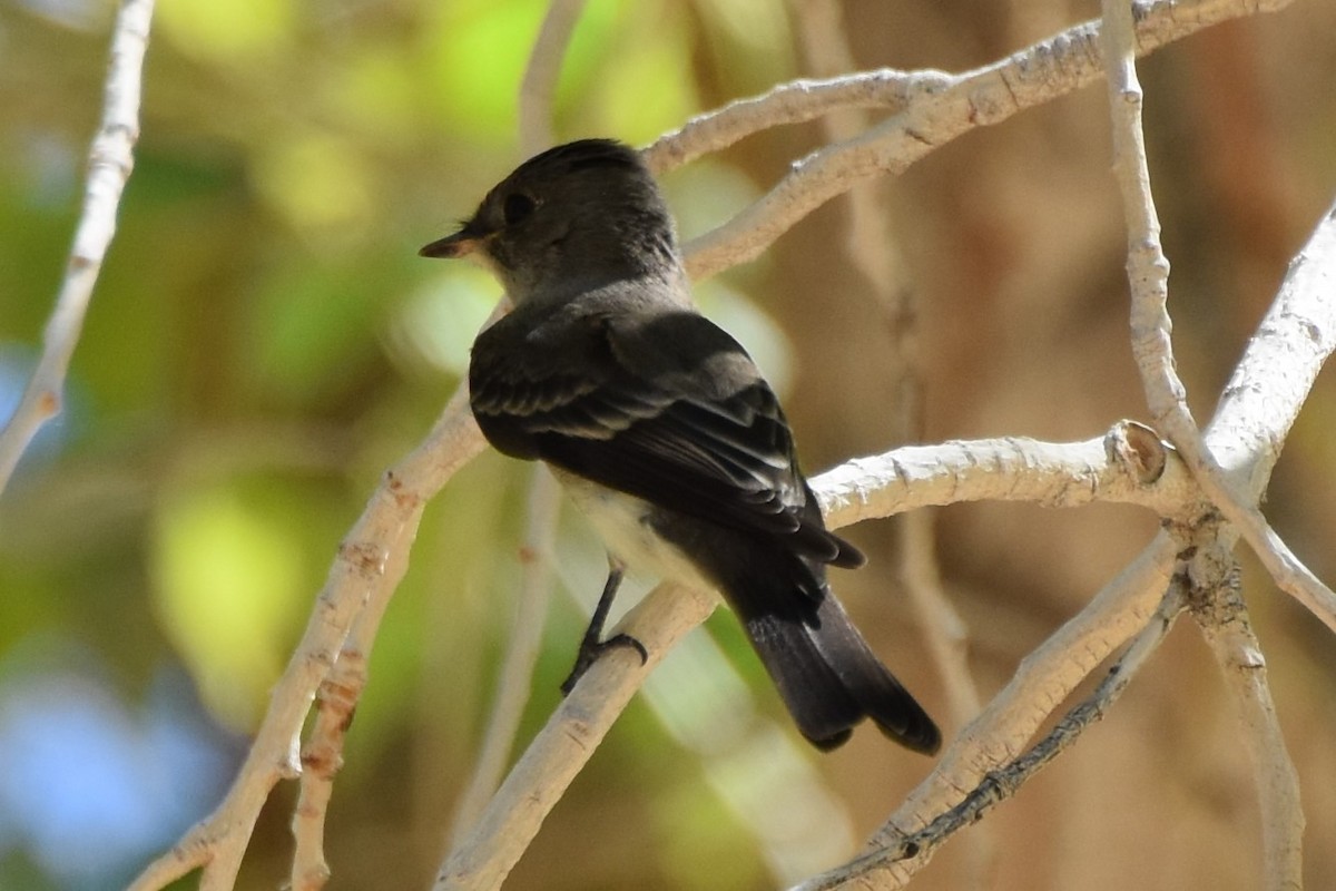 Western Wood-Pewee - ML641952638