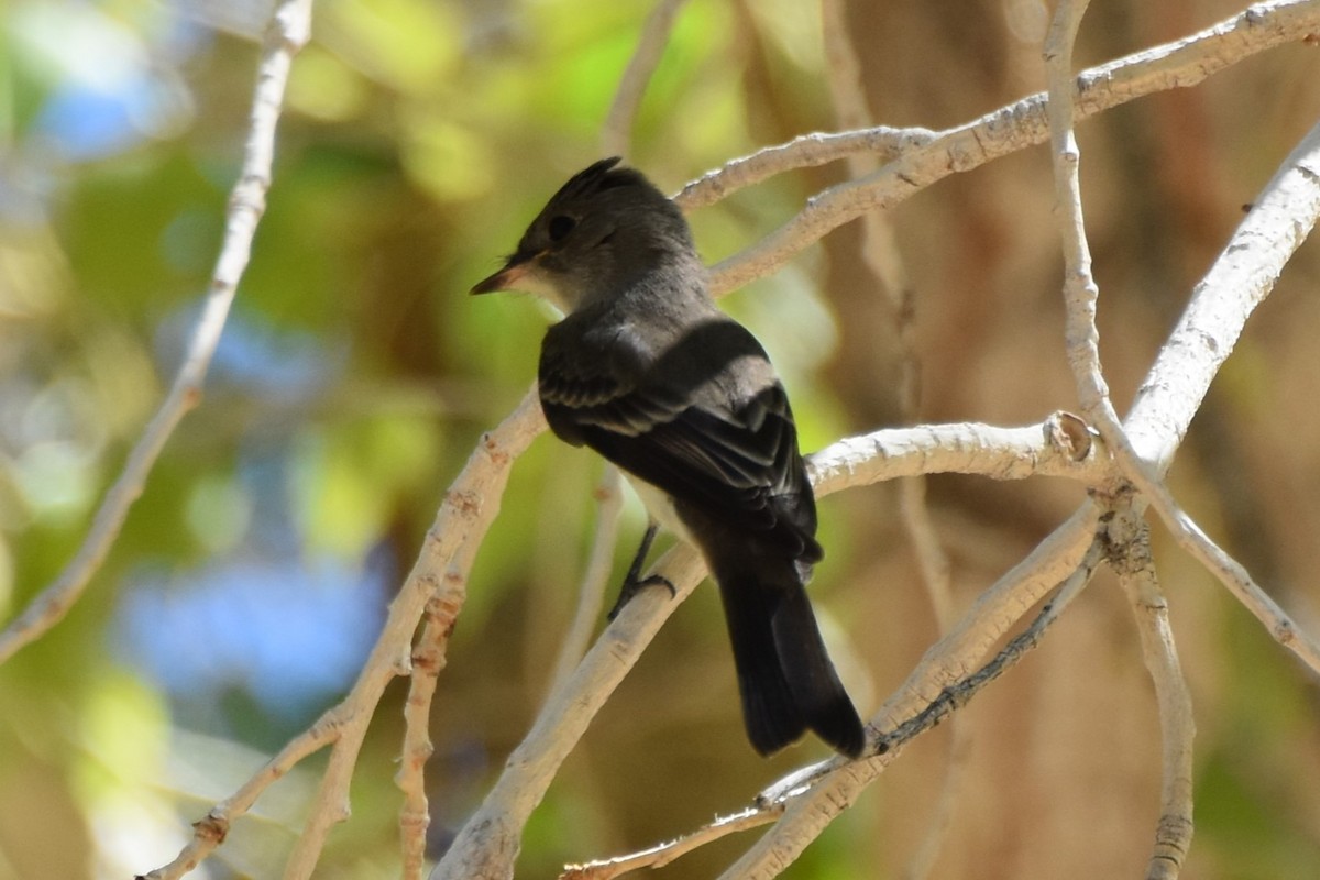 Western Wood-Pewee - ML641952639