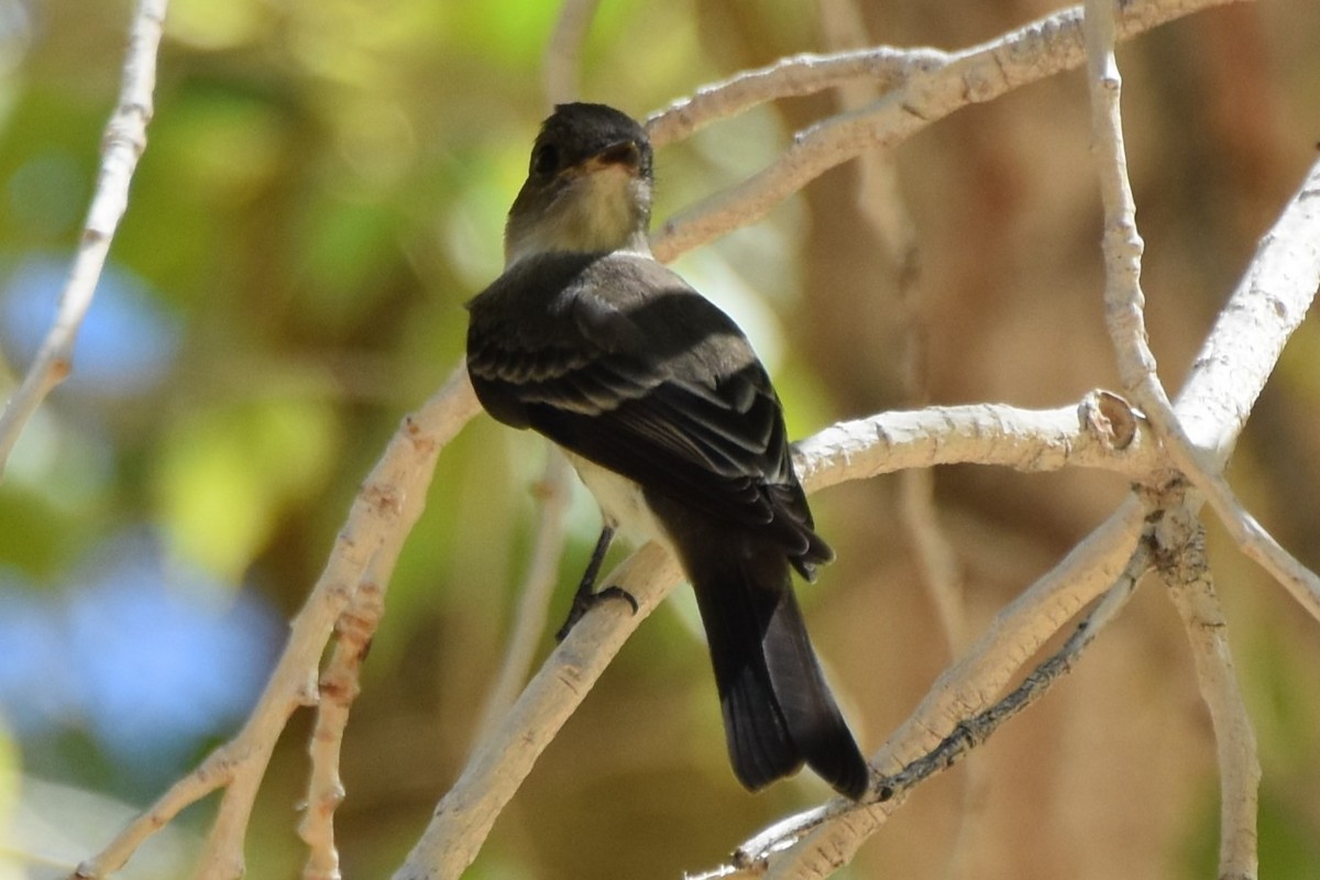Western Wood-Pewee - ML641952640