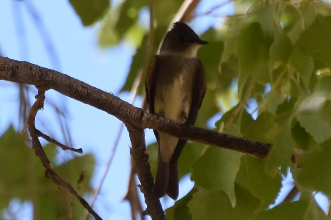 Western Wood-Pewee - ML641952641