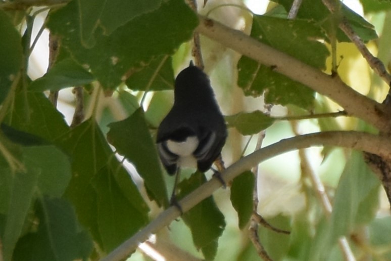 Blue-gray Gnatcatcher - ML641952647