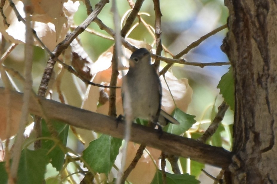 Blue-gray Gnatcatcher - ML641952648