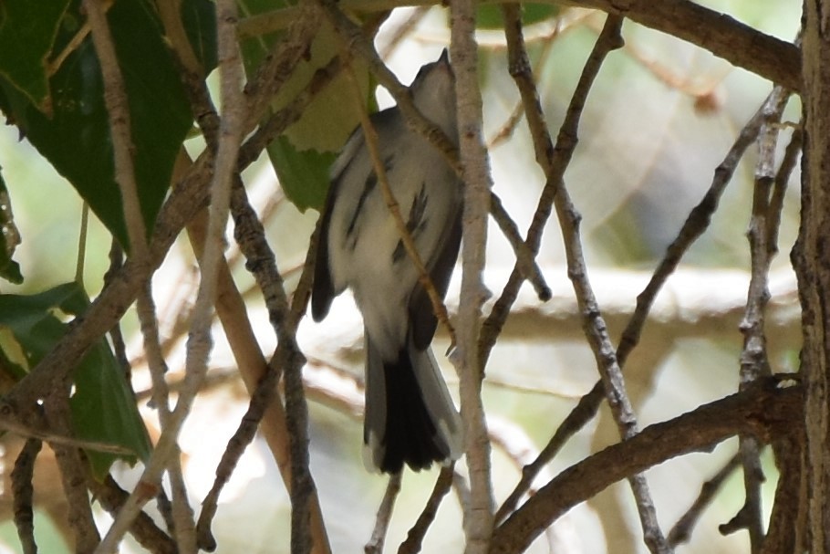 Blue-gray Gnatcatcher - ML641952649