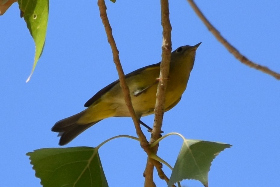 Nashville Warbler - ML641952651