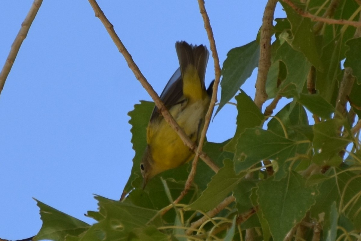 Nashville Warbler - ML641952652
